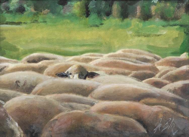 Sheep